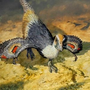 Meet your Posher, Faith